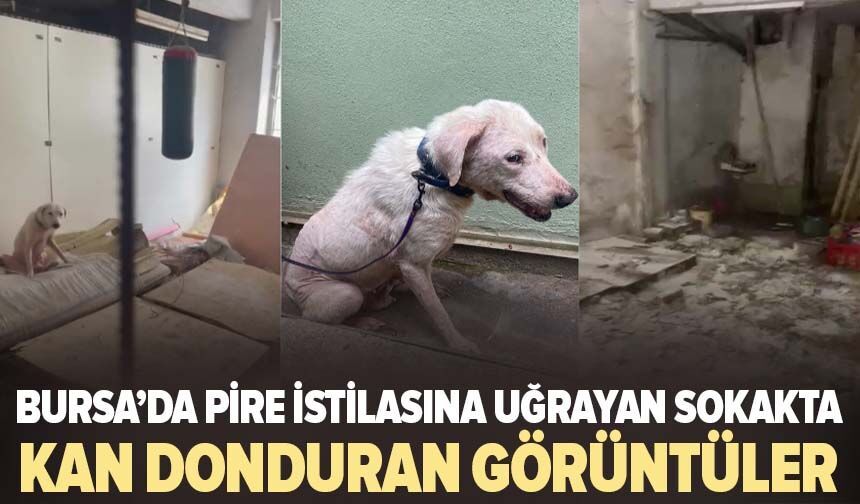 Pire istilasına uğrayan sokakta kan donduran görüntüler