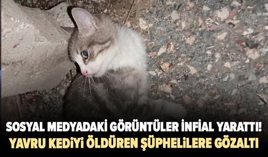 Sosyal medyadaki görüntüler infial yarattı! Yavru kediyi öldüren şüphelilere gözaltı