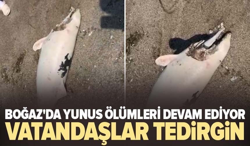 Boğaz'da yunus ölümleri devam ediyor, vatandaşlar tedirgin