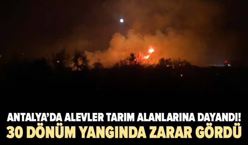 Antalya’da alevler tarım alanlarına dayandı! 30 dönüm yangında zarar gördü