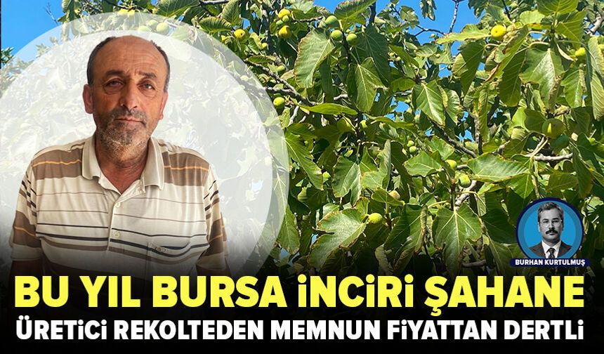 Bursa siyah incirinde hasat başladı: Üretici rekolteden memnun, fiyattan dertli