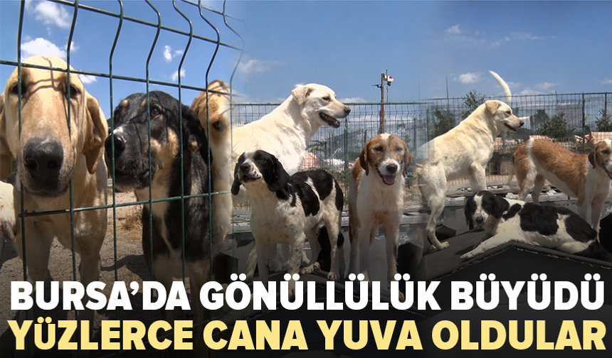 Bursa’da birkaç köpekle başladı: 1200 cana yuva oldu