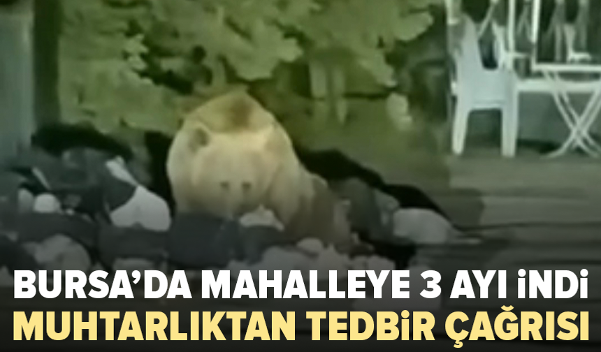 Bursa’da ayılar mahalleye kadar indi! Vatandaşlara tedbirli olun çağrısı