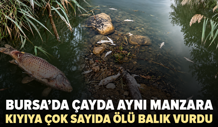 Mustafakemalpaşa Çayı’nda aynı manzara yeniden ortaya çıktı