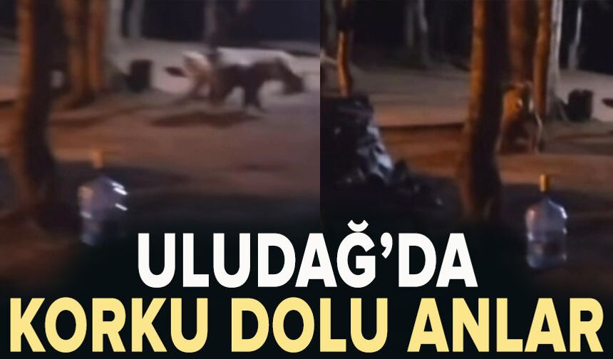 Uludağ'da çadır kuran ailenin yanına aç kalan ayı geldi