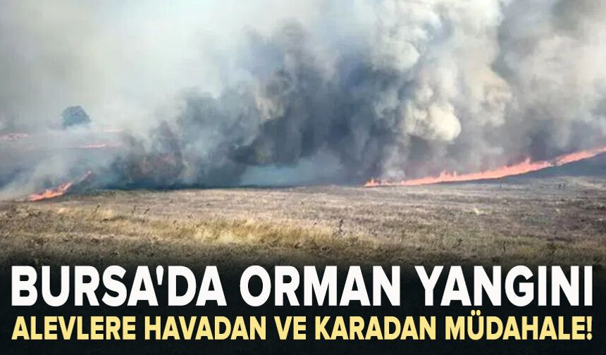 Bursa'da orman yangını: Havadan ve karadan müdahale başlatıldı