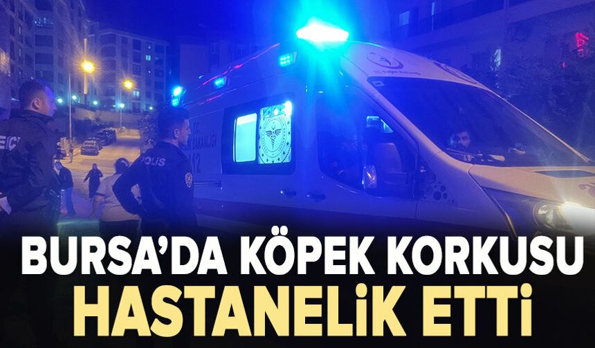 Bursa’da köpek korkusu hastanelik etti: Güvenlik görevlisi çukura düştü