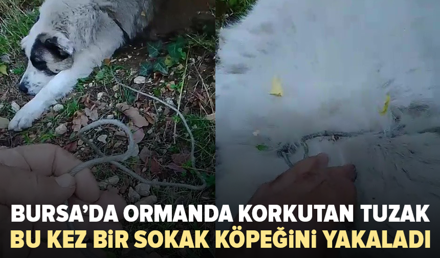 Bursa’da ormana kurulan tuzak can alıyordu: Köpek son anda kurtarıldı