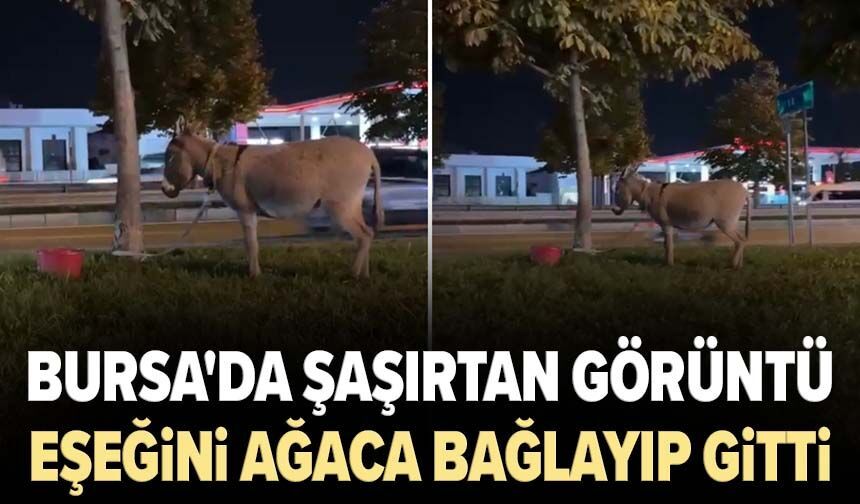 Bursa'da şaşırtan görüntü: Eşeğini ağaca bağlayıp gitti