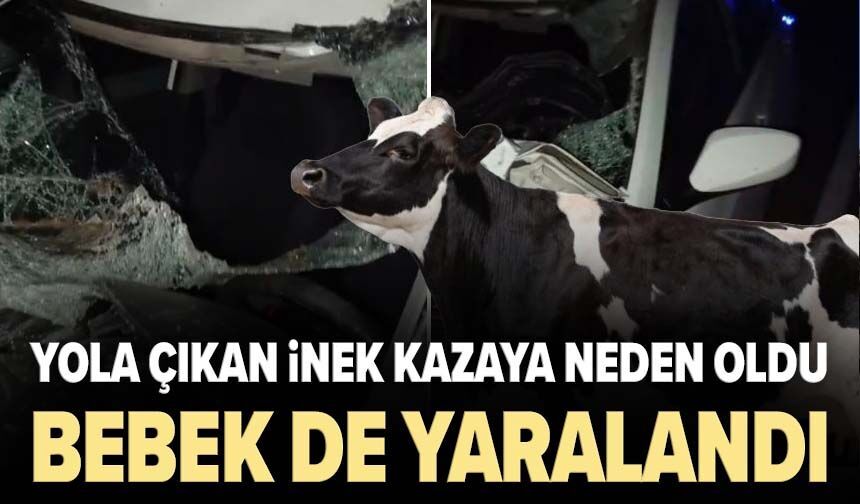 Yola çıkan inek kazaya neden oldu: Bebek de yaralandı!