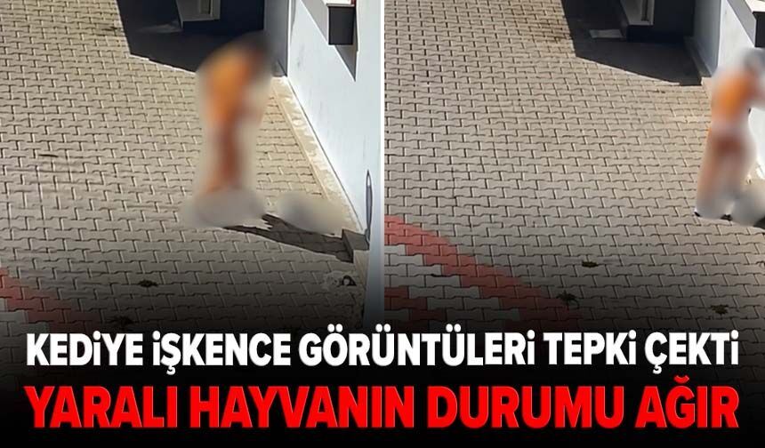 Kediye işkence görüntüleri tepki çekti! Yaralı hayvanın durumu ağır