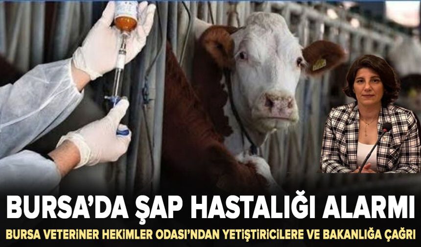 Bursa’da şap hastalığı alarmı