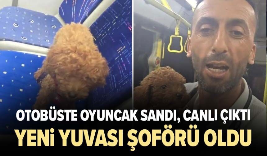 Otobüste oyuncak sandı, canlı çıktı! Karamel’in yeni yuvası şoförü oldu