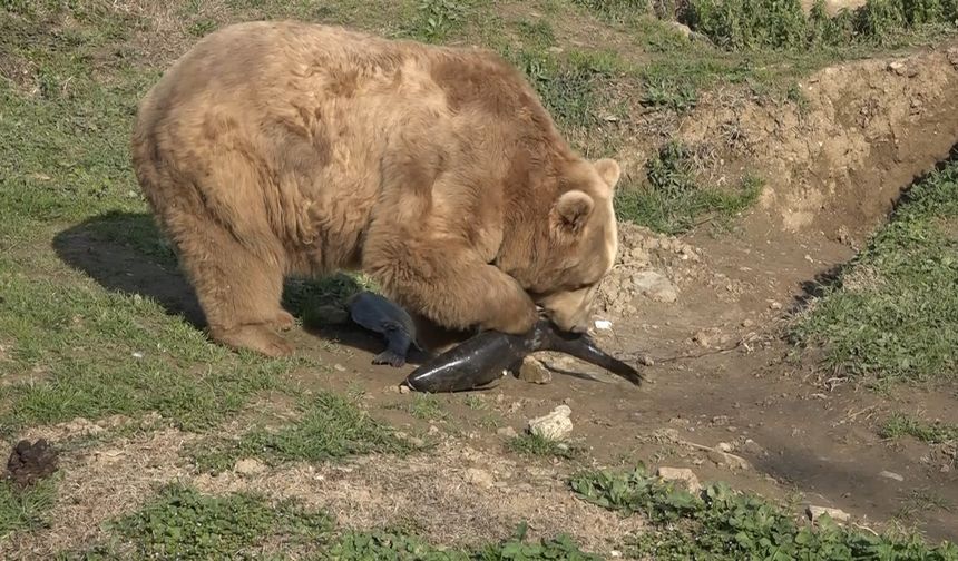 Uykusu kaçan ayılar, 9 kiloluk levrekleri afiyetle midelerine indirdi